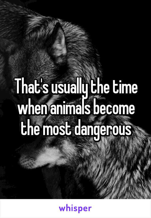 That's usually the time when animals become the most dangerous