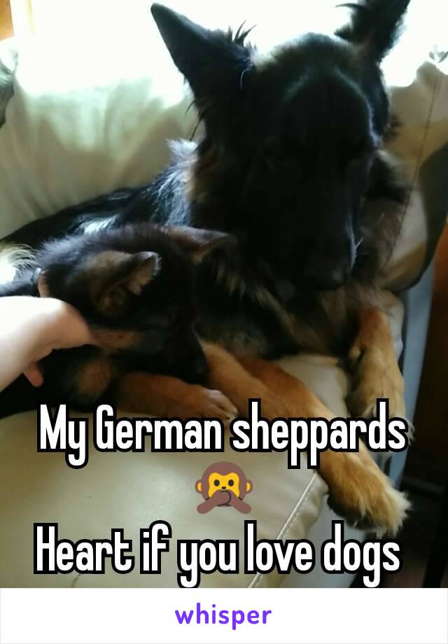 My German sheppards🙊
Heart if you love dogs 