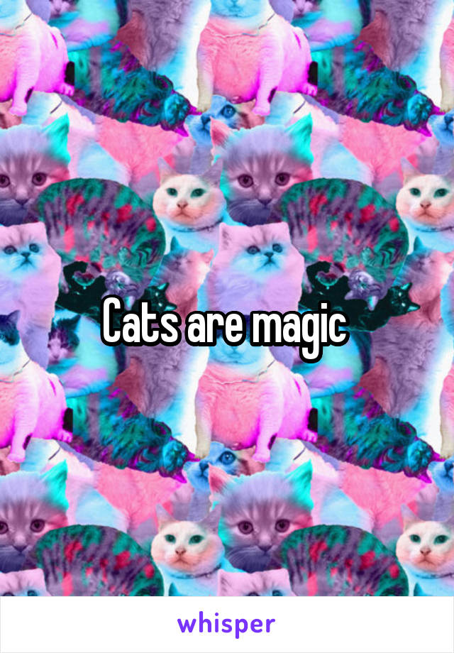 Cats are magic 