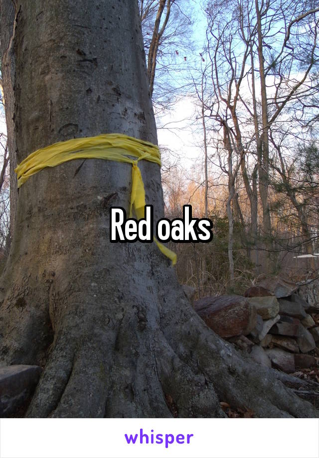 Red oaks