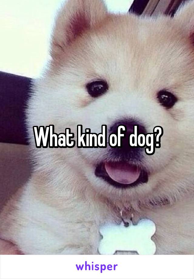 What kind of dog?