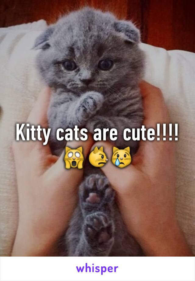 Kitty cats are cute!!!! 🙀😾😿