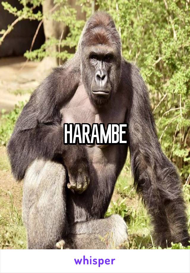 HARAMBE