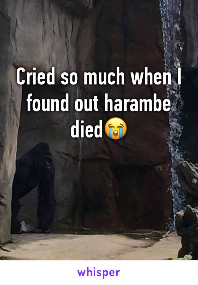 Cried so much when I found out harambe died😭