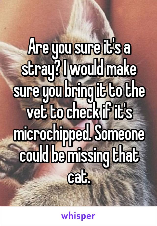 Are you sure it's a stray? I would make sure you bring it to the vet to check if it's microchipped. Someone could be missing that cat.