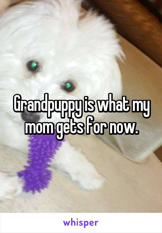 Grandpuppy is what my mom gets for now.