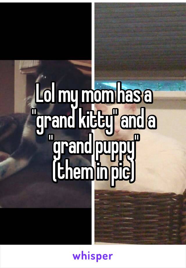 Lol my mom has a "grand kitty" and a "grand puppy"
(them in pic)