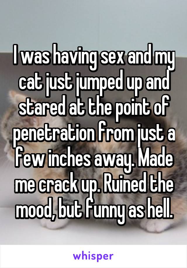I was having sex and my cat just jumped up and stared at the point of penetration from just a few inches away. Made me crack up. Ruined the mood, but funny as hell.