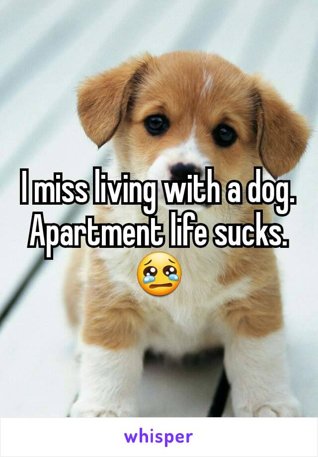 I miss living with a dog. Apartment life sucks.😢