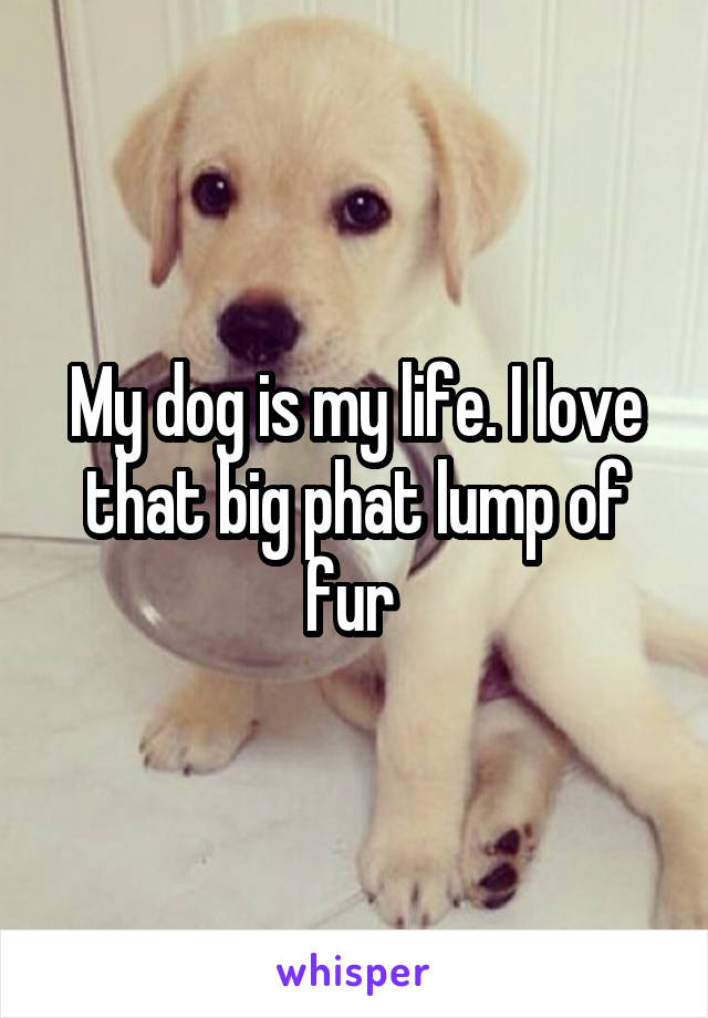 My dog is my life. I love that big phat lump of fur 