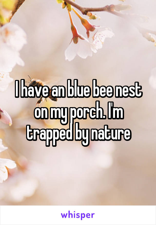 I have an blue bee nest on my porch. I'm trapped by nature