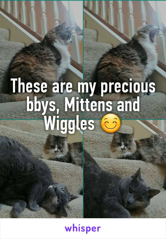These are my precious bbys, Mittens and Wiggles 😊