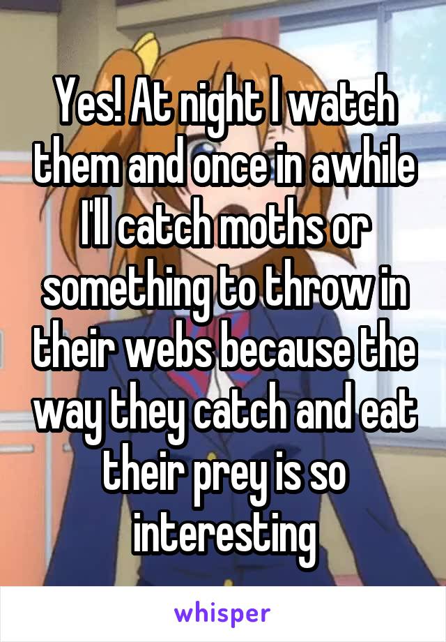 Yes! At night I watch them and once in awhile I'll catch moths or something to throw in their webs because the way they catch and eat their prey is so interesting