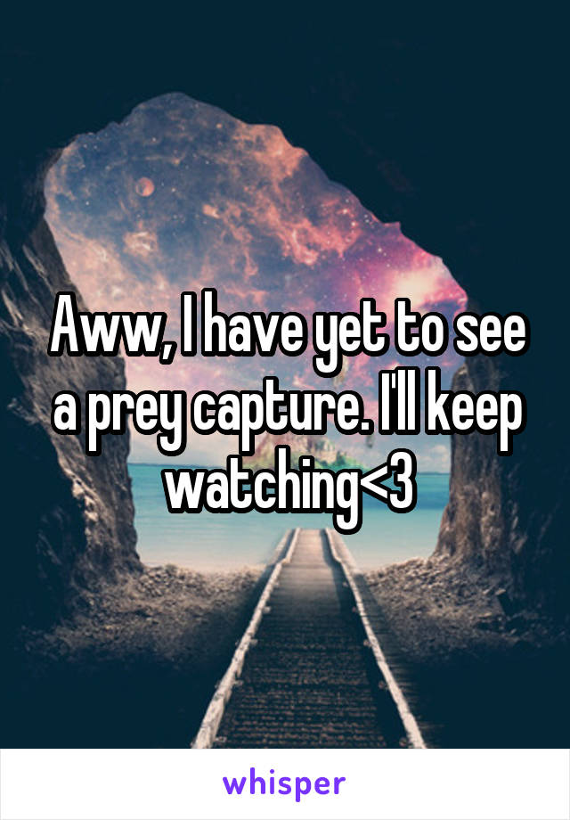 Aww, I have yet to see a prey capture. I'll keep watching<3