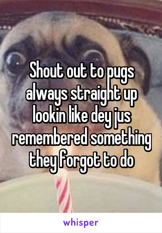 Shout out to pugs always straight up lookin like dey jus remembered something they forgot to do