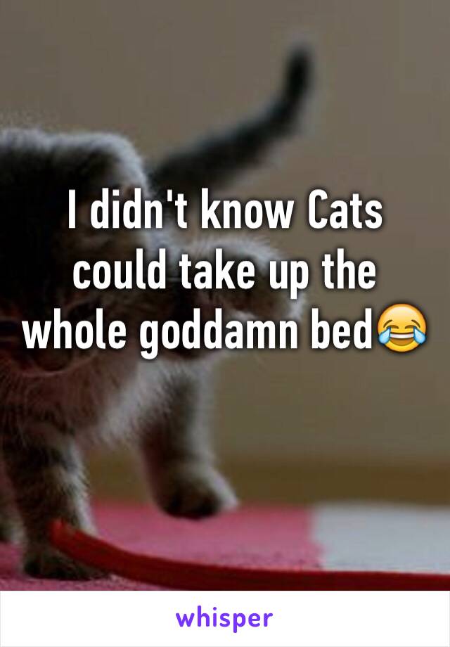 I didn't know Cats could take up the whole goddamn bed😂