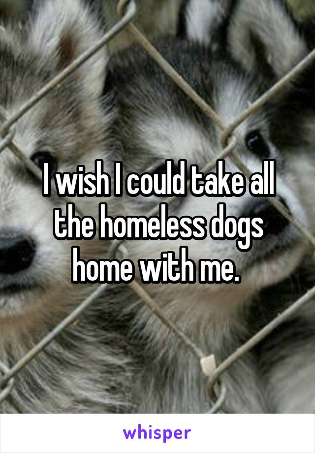 I wish I could take all the homeless dogs home with me. 