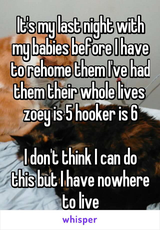 It's my last night with my babies before I have to rehome them I've had them their whole lives 
zoey is 5 hooker is 6

I don't think I can do this but I have nowhere to live
