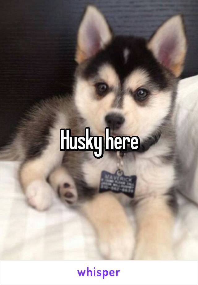 Husky here