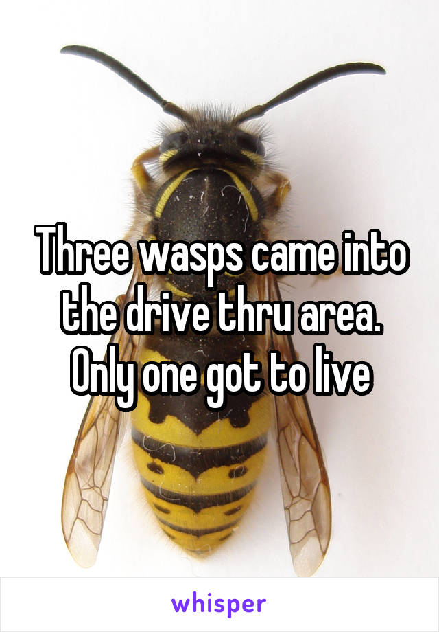 Three wasps came into the drive thru area. Only one got to live