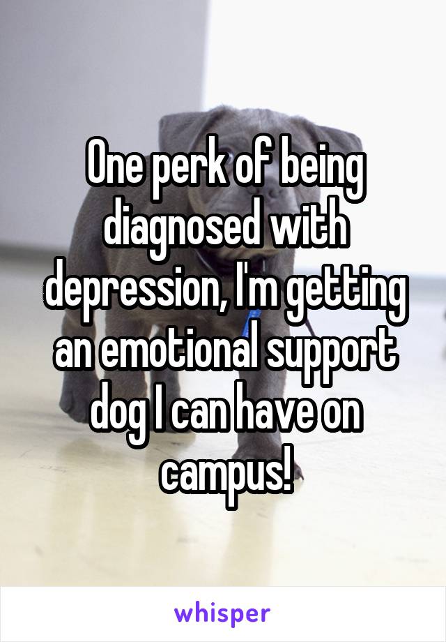 One perk of being diagnosed with depression, I'm getting an emotional support dog I can have on campus!