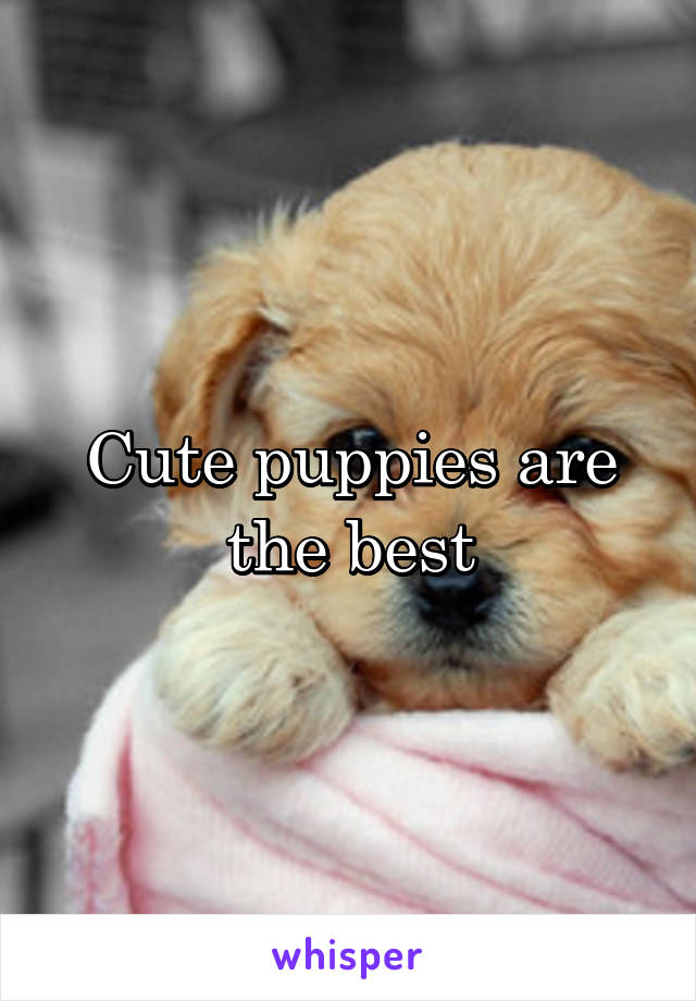 Cute puppies are the best