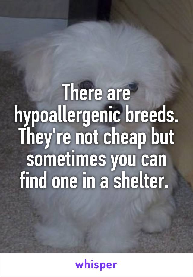 There are hypoallergenic breeds. They're not cheap but sometimes you can find one in a shelter. 