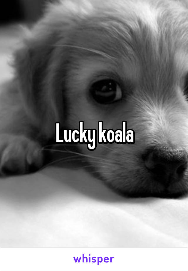Lucky koala