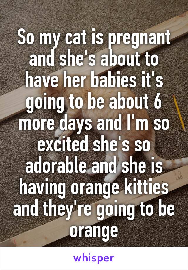 So my cat is pregnant and she's about to have her babies it's going to be about 6 more days and I'm so excited she's so adorable and she is having orange kitties and they're going to be orange