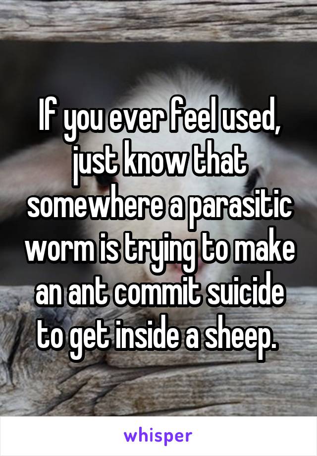 If you ever feel used, just know that somewhere a parasitic worm is trying to make an ant commit suicide to get inside a sheep. 