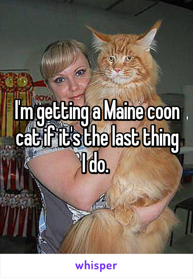 I'm getting a Maine coon cat if it's the last thing I do. 