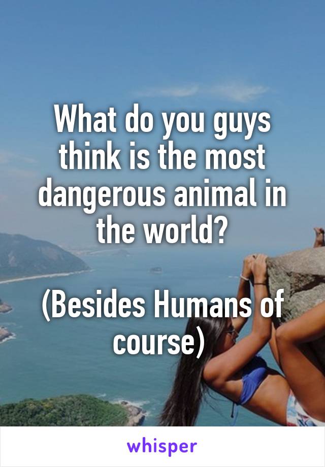 What do you guys think is the most dangerous animal in the world?

(Besides Humans of course) 