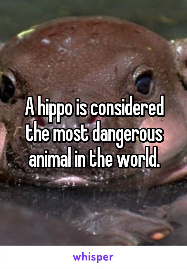 A hippo is considered the most dangerous animal in the world.
