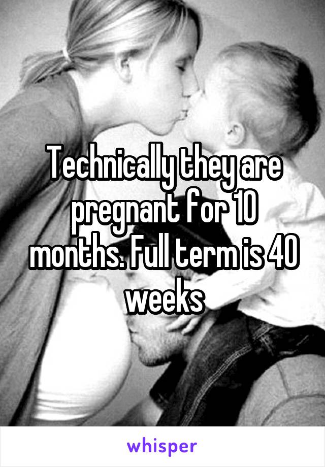 Technically they are pregnant for 10 months. Full term is 40 weeks