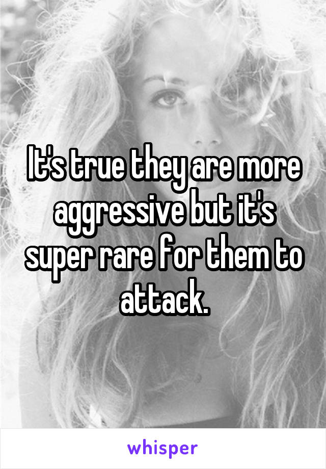 It's true they are more aggressive but it's super rare for them to attack.