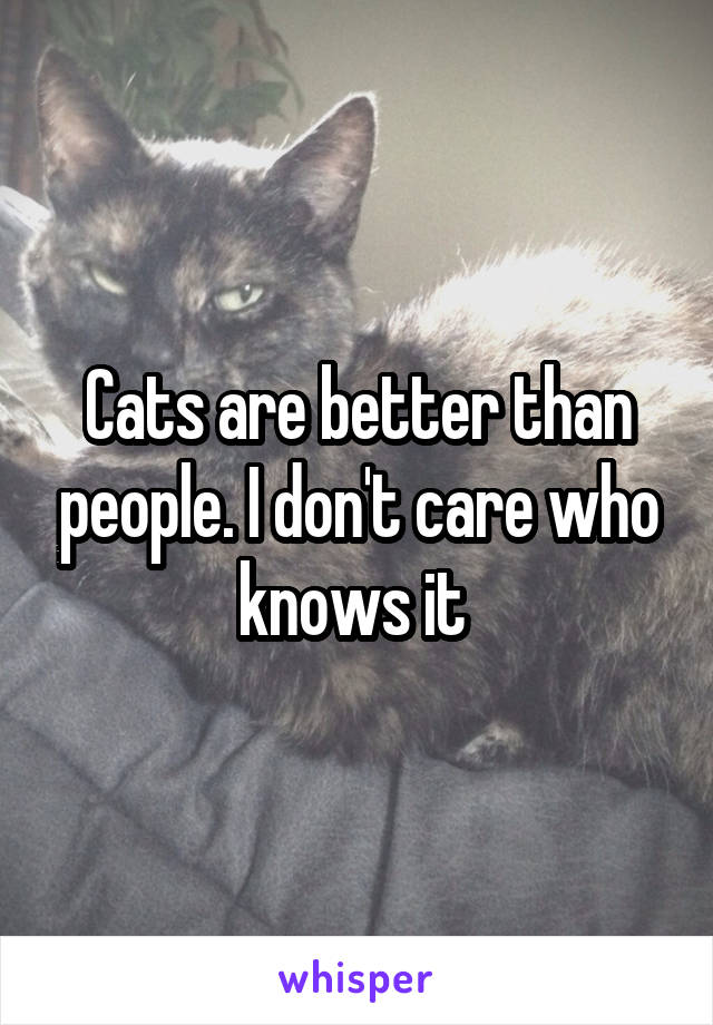 Cats are better than people. I don't care who knows it 