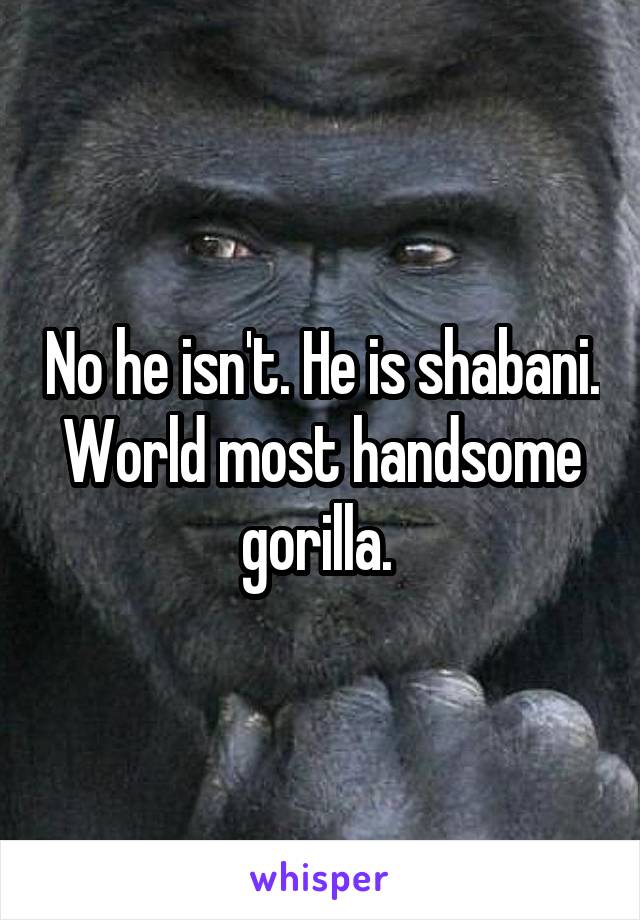 No he isn't. He is shabani. World most handsome gorilla. 