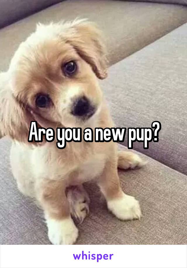 Are you a new pup?