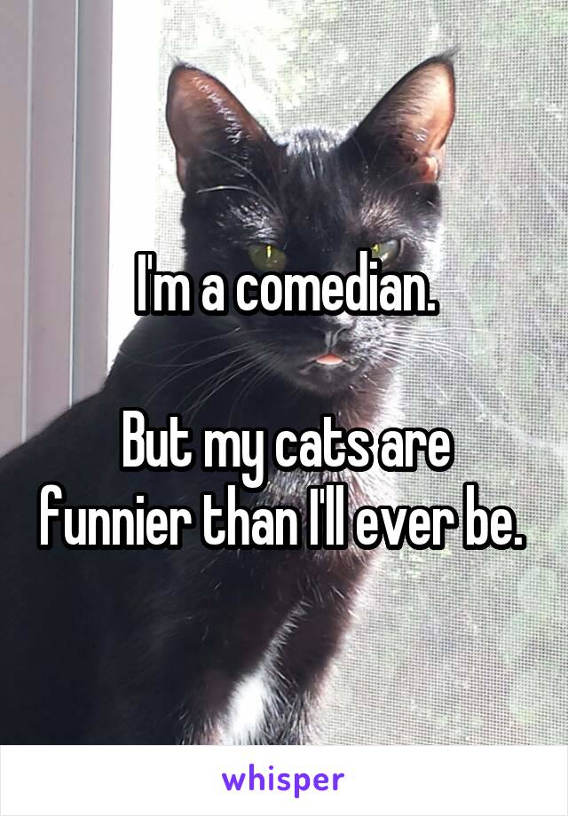 I'm a comedian.

But my cats are funnier than I'll ever be. 