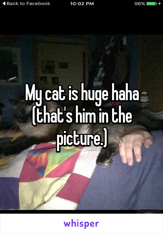 My cat is huge haha (that's him in the picture.)