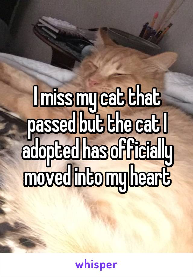 I miss my cat that passed but the cat I adopted has officially moved into my heart