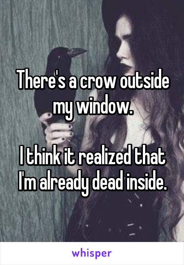 There's a crow outside my window.

I think it realized that I'm already dead inside.