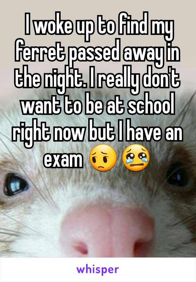  I woke up to find my ferret passed away in the night. I really don't want to be at school right now but I have an exam 😔😢