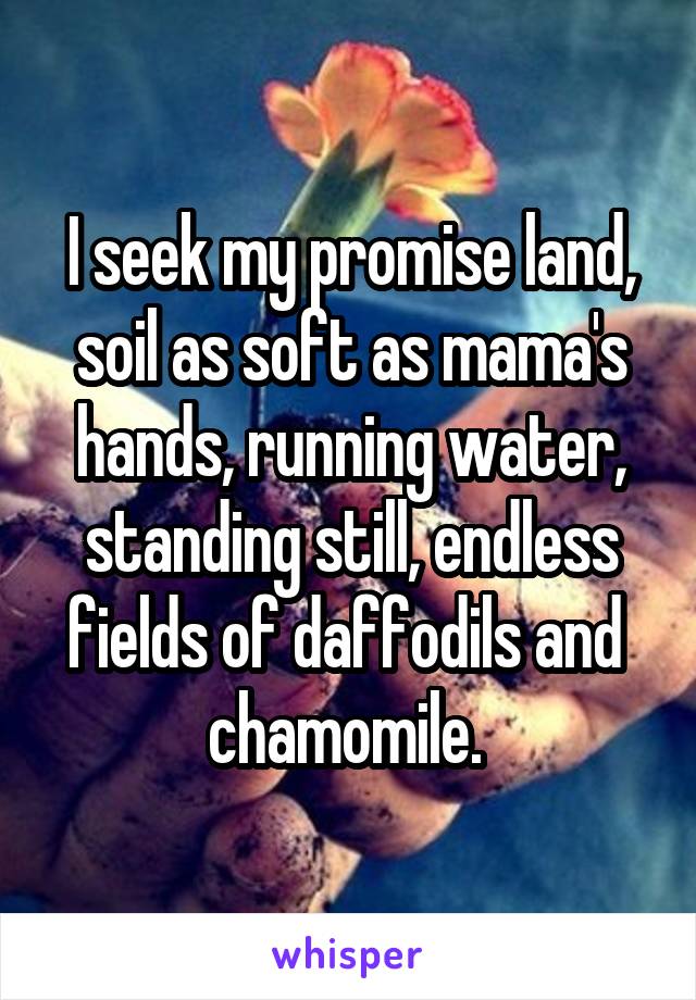 I seek my promise land, soil as soft as mama's hands, running water, standing still, endless fields of daffodils and  chamomile. 