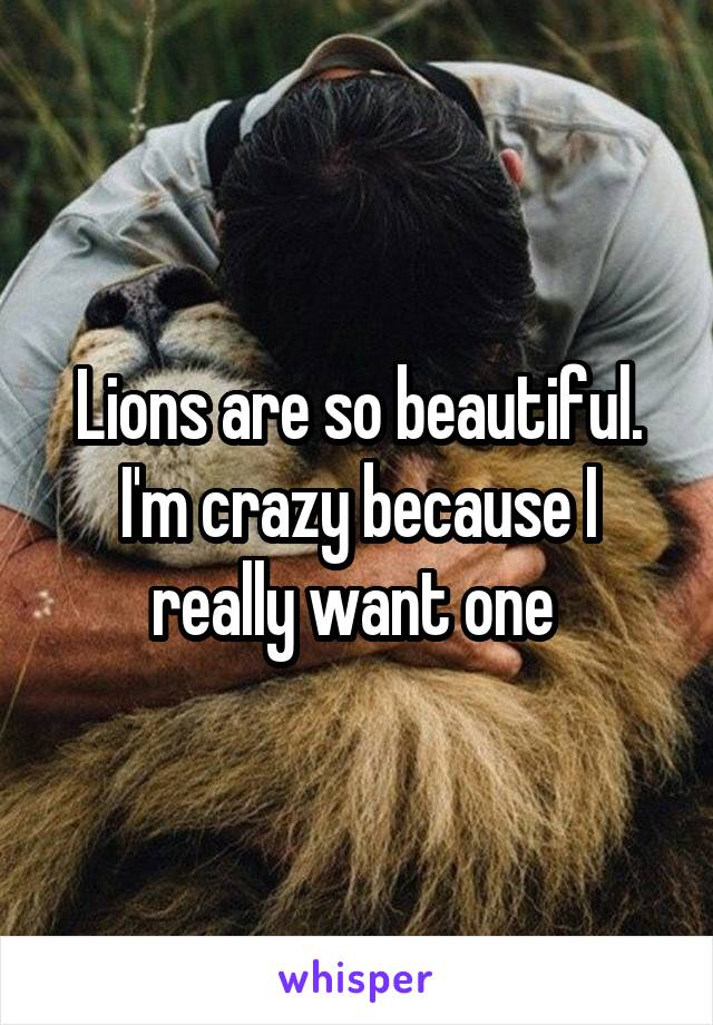 Lions are so beautiful. I'm crazy because I really want one 