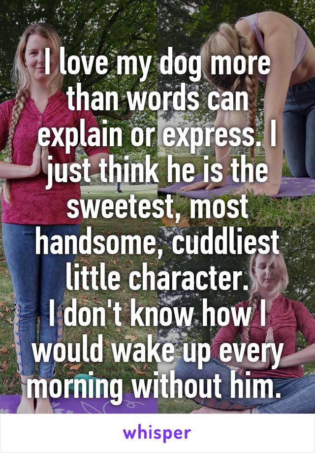 I love my dog more than words can explain or express. I just think he is the sweetest, most handsome, cuddliest little character.
I don't know how I would wake up every morning without him. 