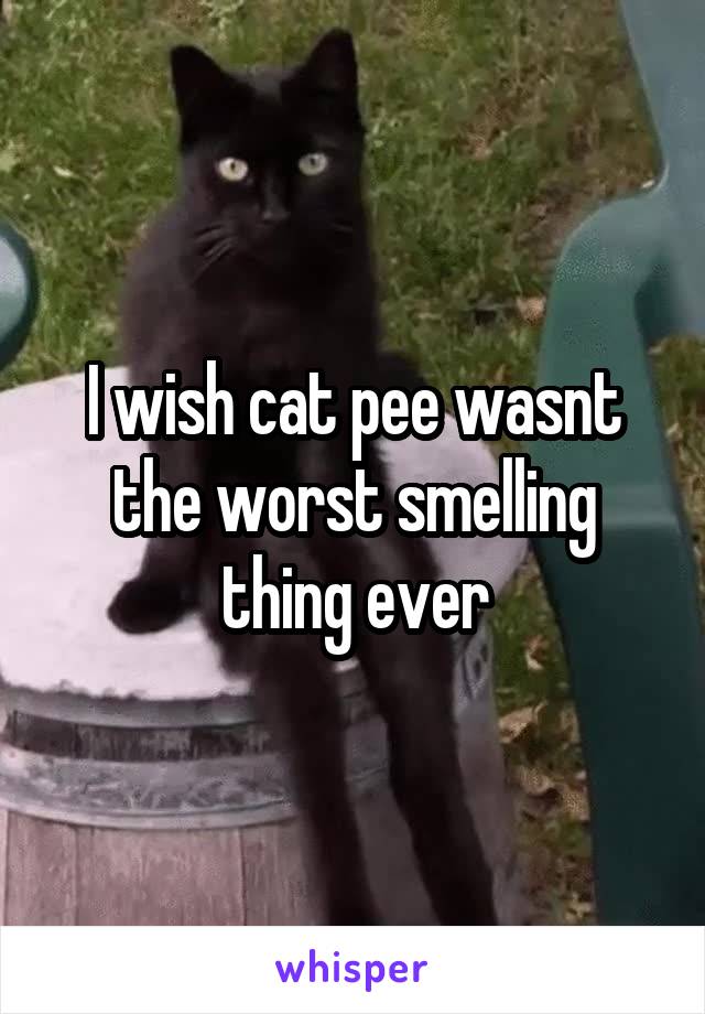 I wish cat pee wasnt the worst smelling thing ever