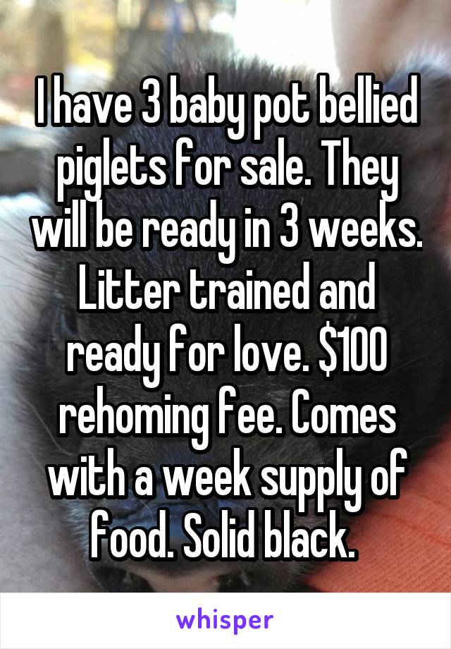 I have 3 baby pot bellied piglets for sale. They will be ready in 3 weeks. Litter trained and ready for love. $100 rehoming fee. Comes with a week supply of food. Solid black. 