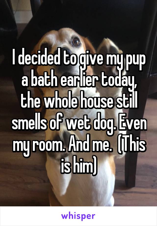 I decided to give my pup a bath earlier today, the whole house still smells of wet dog. Even my room. And me.  (This is him)