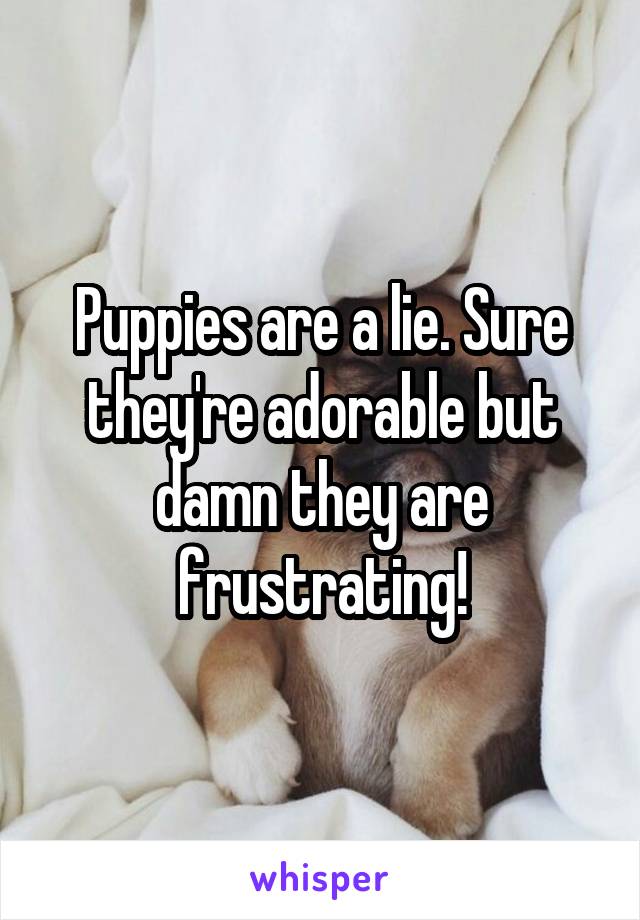 Puppies are a lie. Sure they're adorable but damn they are frustrating!